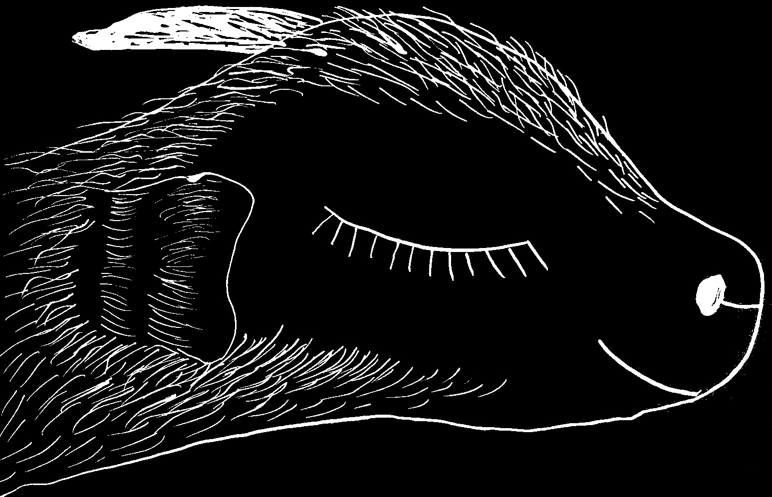 Sheep black silhouette